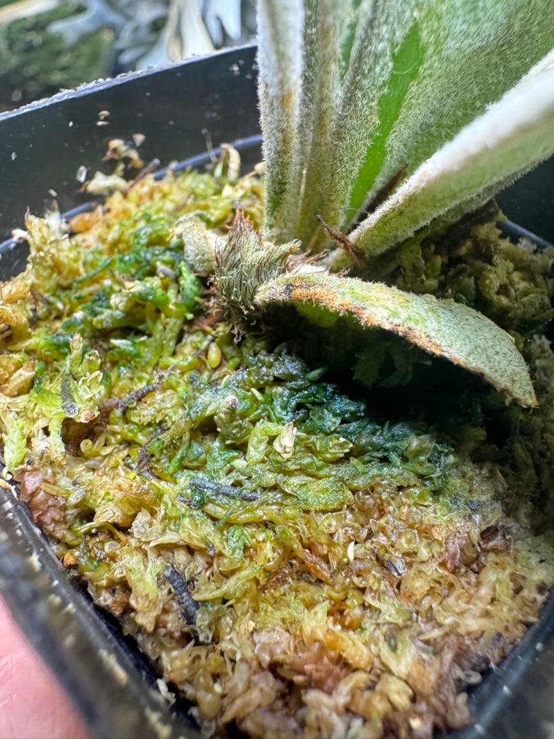 veichii celso、bogor suddan mix dwarf