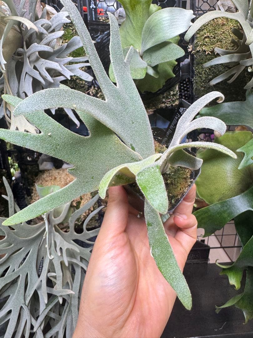 veichii celso、bogor suddan mix dwarf