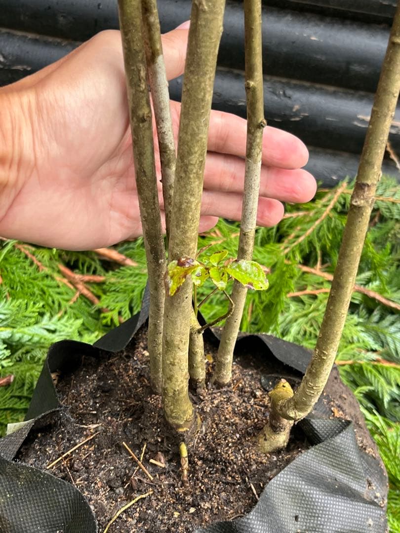 山採り天然 アオダモ 5本株立ち 82