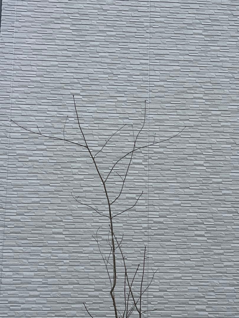 山採り天然 アオダモ 5本株立ち 82