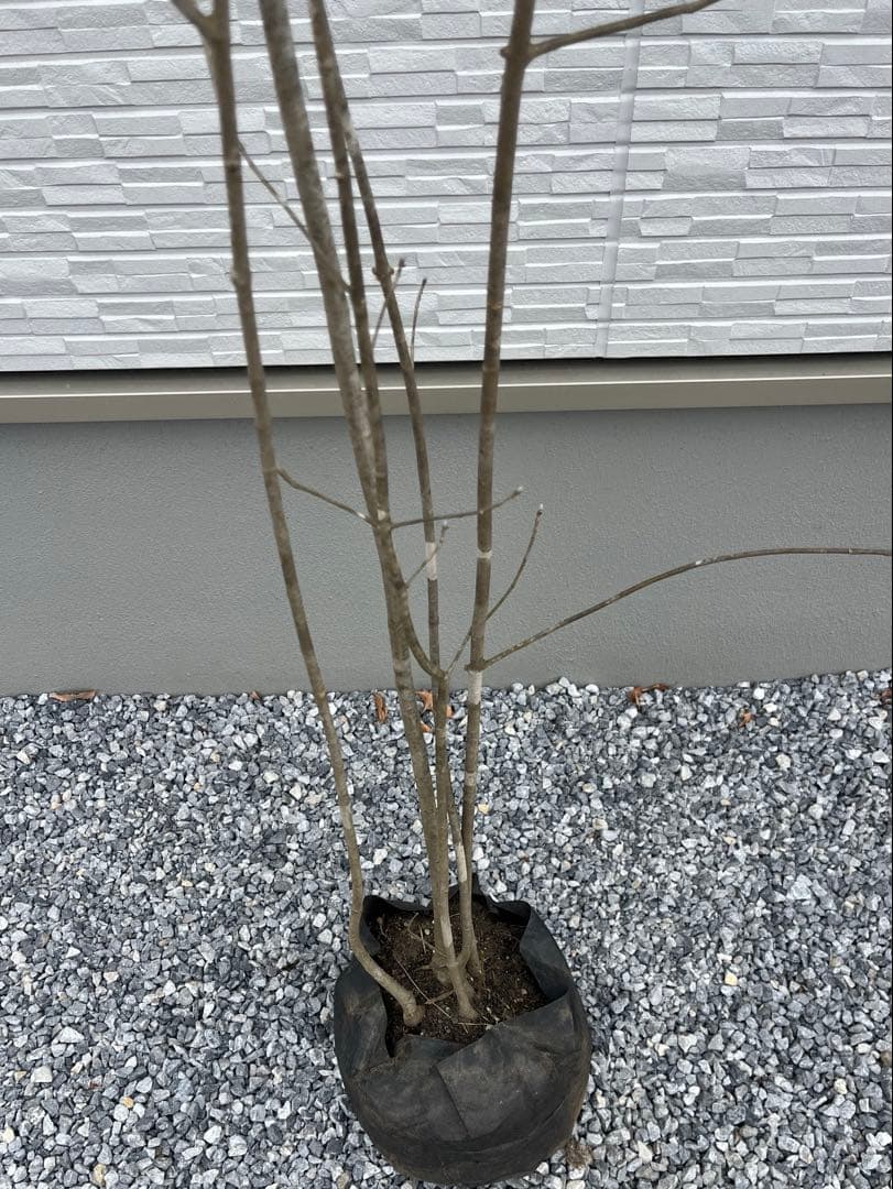 山採り天然 アオダモ 5本株立ち 82