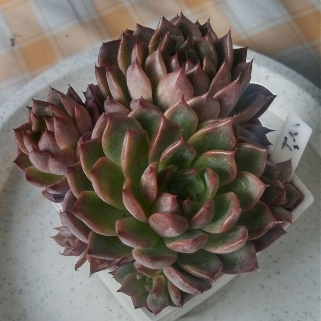 ノーマッド（nomad）ぱくさん苗　多肉