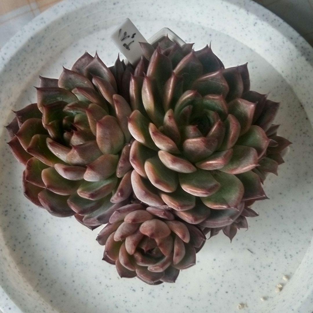 ノーマッド（nomad）ぱくさん苗　多肉