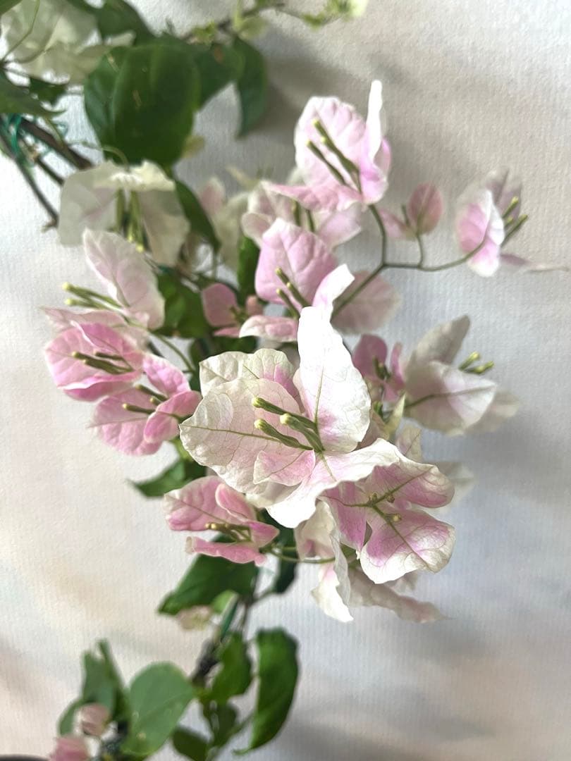 ブーゲンビリア 大苗 超希少 海外種 繰り返し咲き 花付き花持ち良し