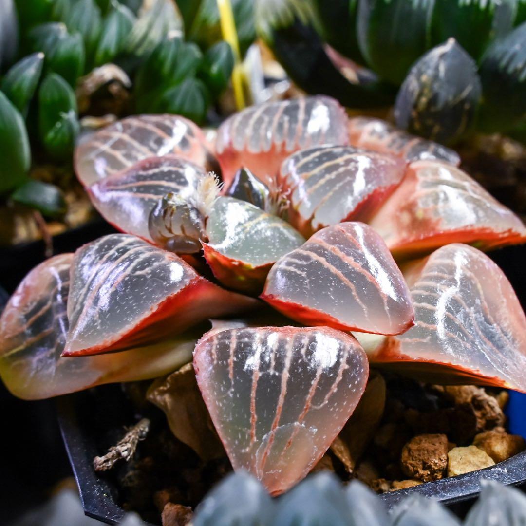 ハオルチア トロピカルナイト錦 極上斑