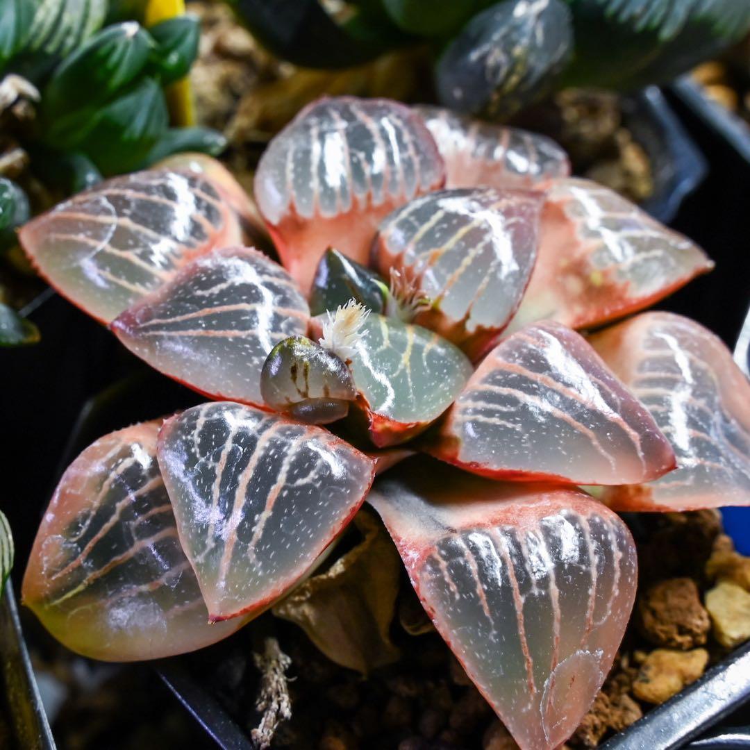 ハオルチア トロピカルナイト錦 極上斑