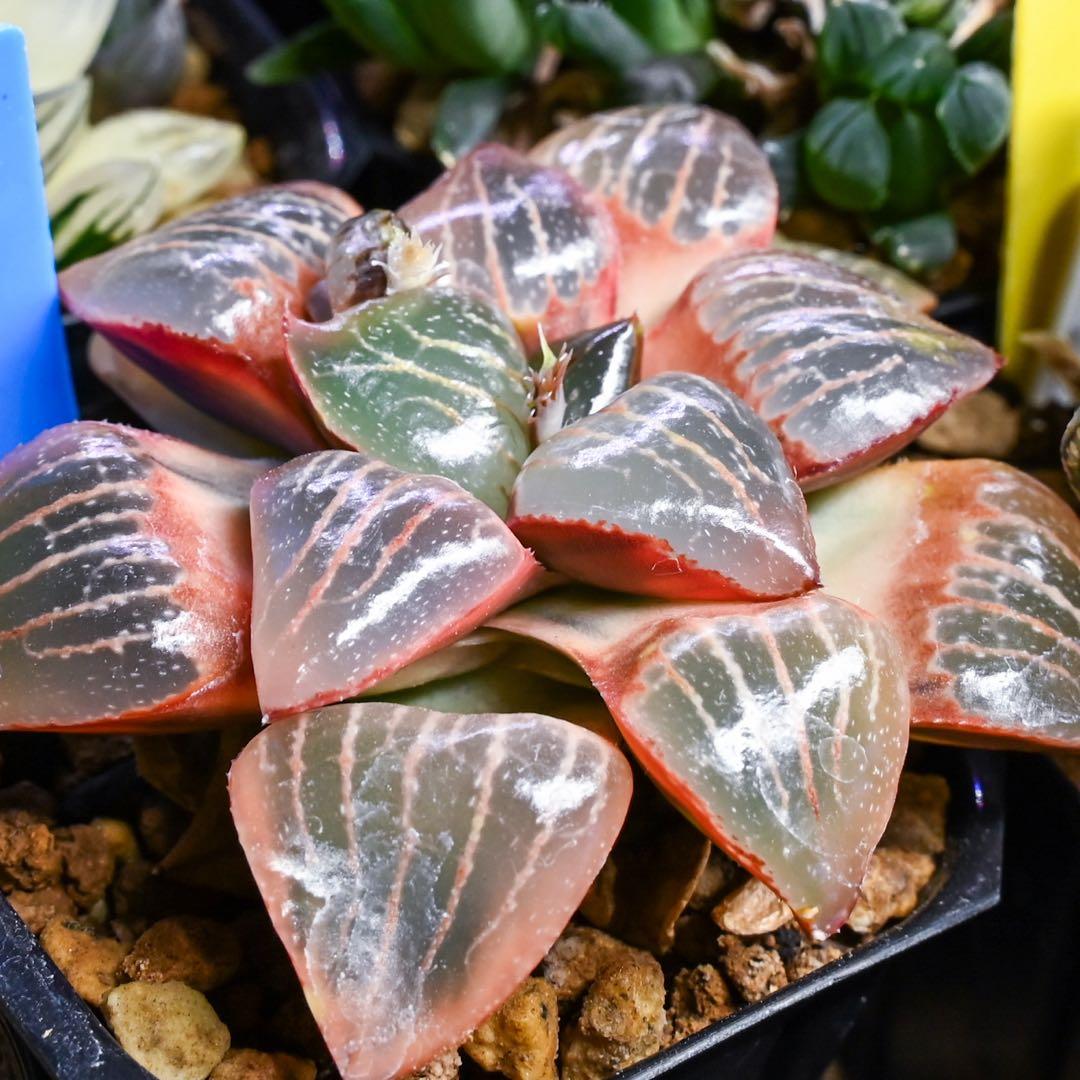 ハオルチア トロピカルナイト錦 極上斑