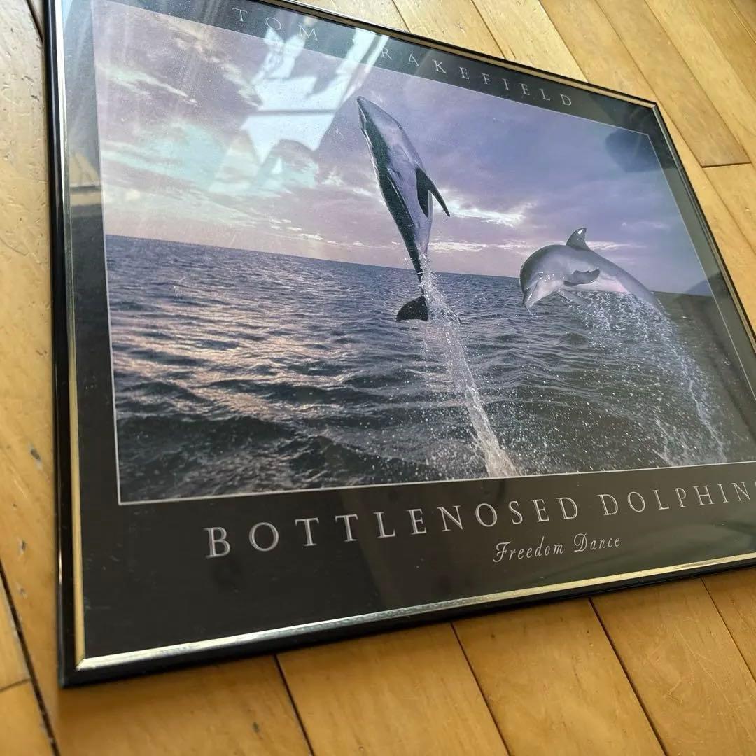 ボトルノーズド ドルフィンズ TOM BRAKEFIELD 額入り　レア