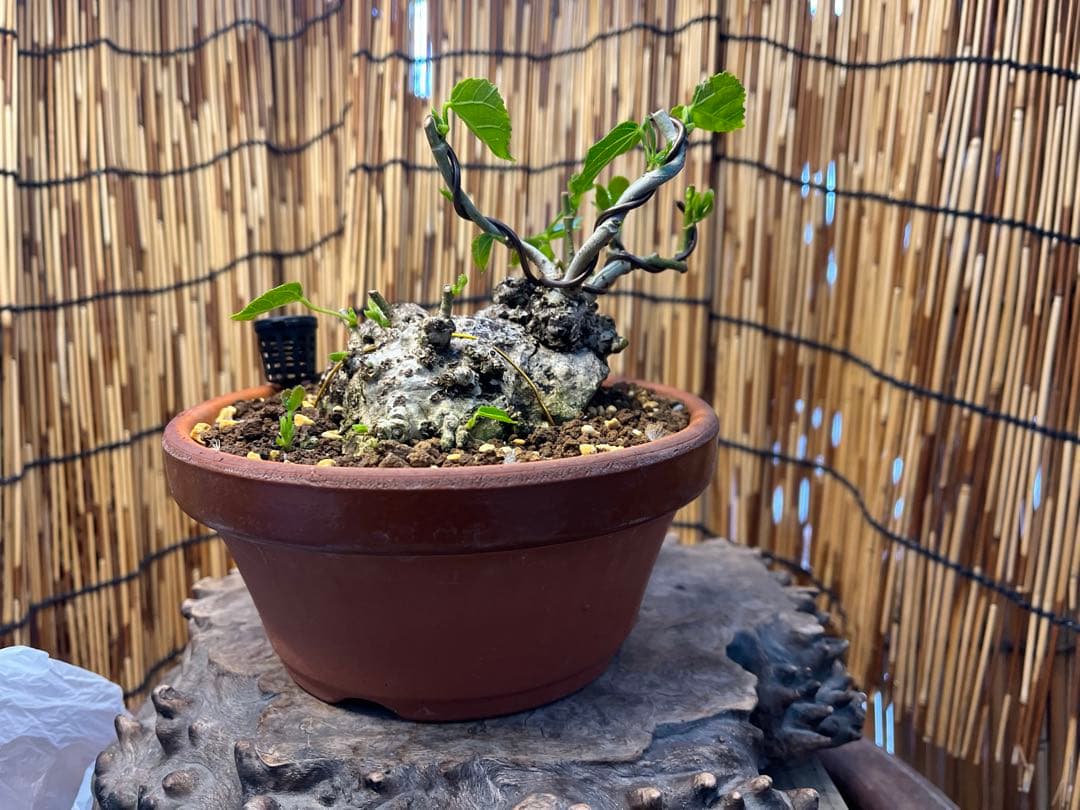 ✨✨✨オキナワイボオオハマボウ【◎良品素材】検/ハート葉happy♪セール♪