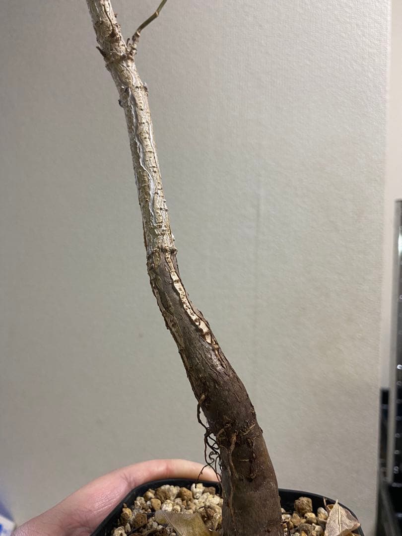 オペルクリカリア　ムルチジュガ