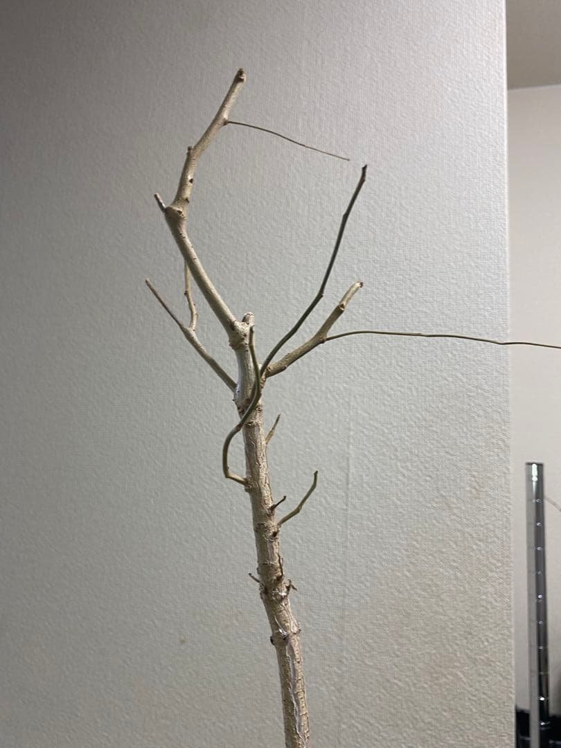 オペルクリカリア　ムルチジュガ