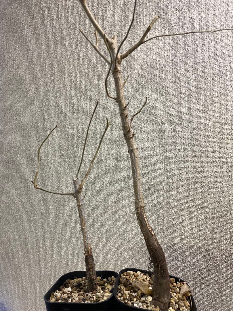 オペルクリカリア　ムルチジュガ