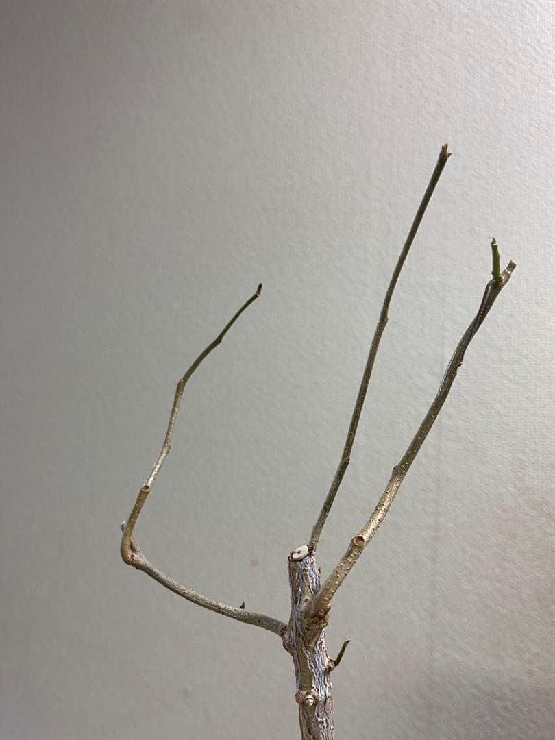 オペルクリカリア　ムルチジュガ