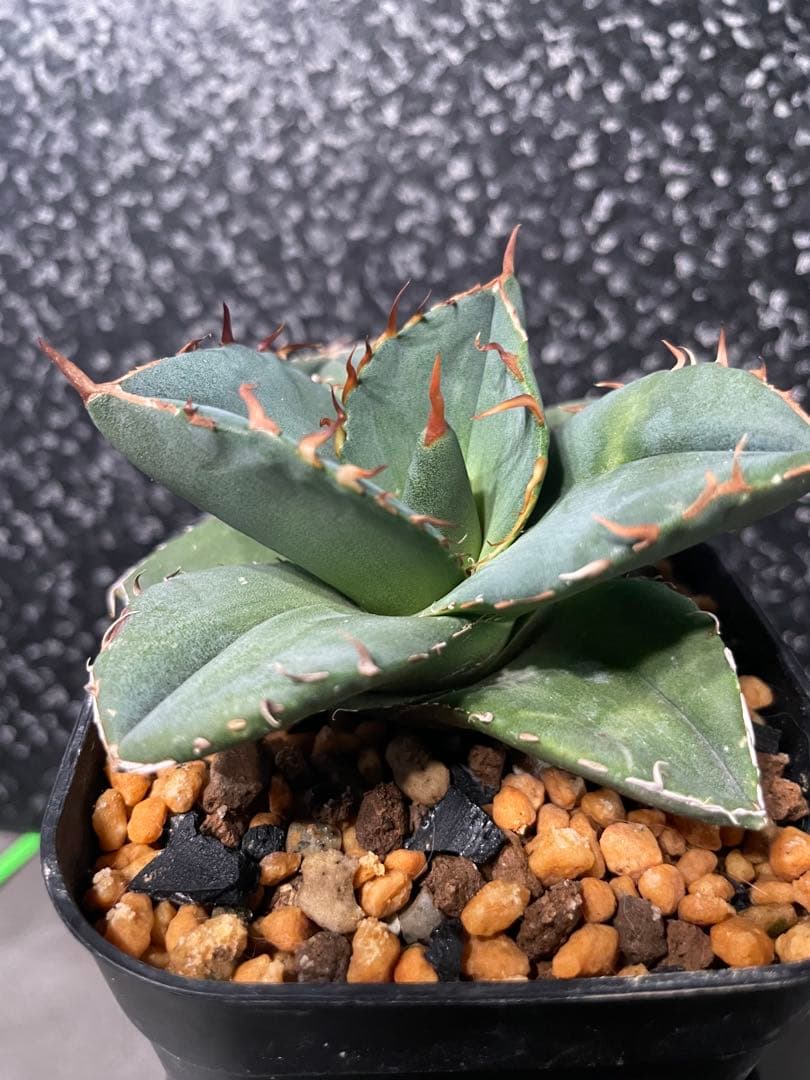 アガベ ジャガーノート 発根済み 抜き苗配送 - メルカリ