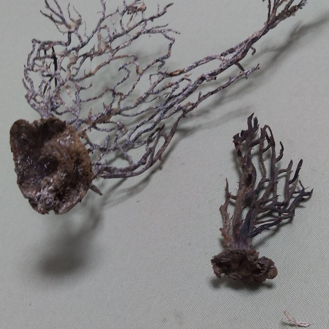 珊瑚、深海松 - メルカリ