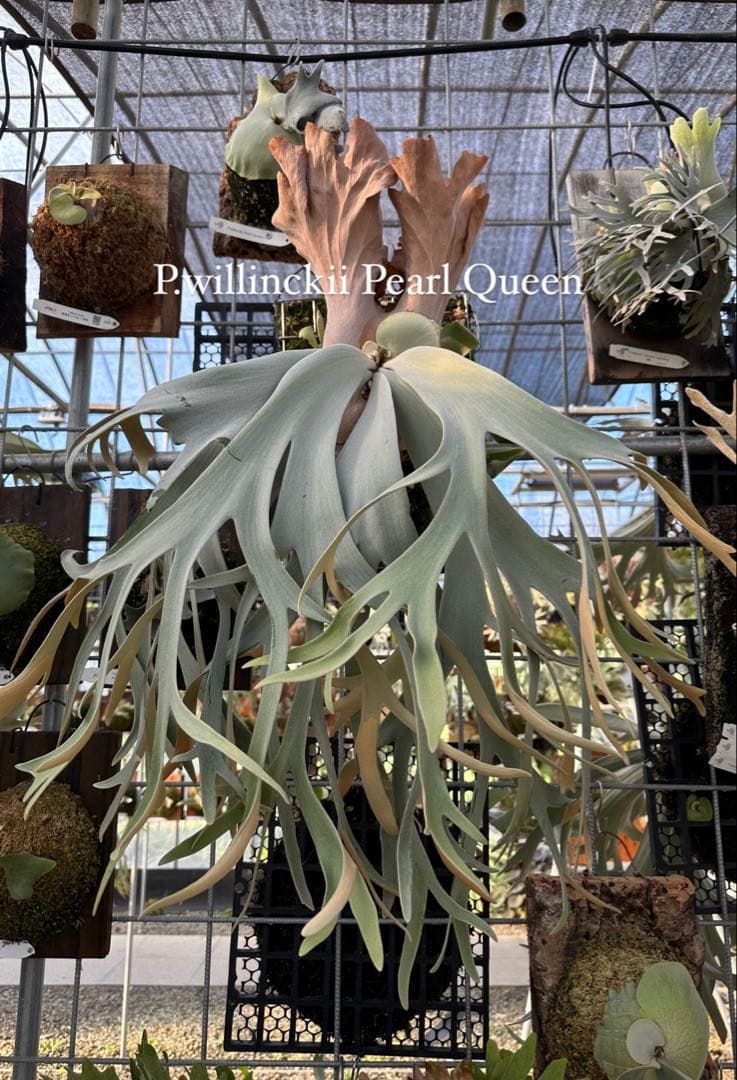 P.willinckii Pearl Queen OC - メルカリ