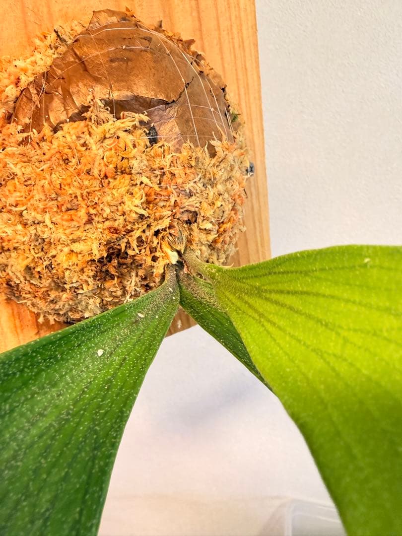 ST　ビカクシダP.Flamenco TC