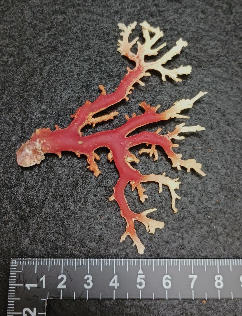 2678-6 国産赤珊瑚原木 血赤珊瑚 総重量12.6g