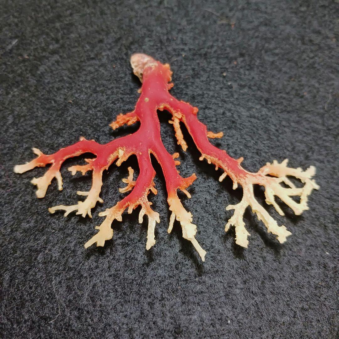 2678-6 国産赤珊瑚原木 血赤珊瑚 総重量12.6g