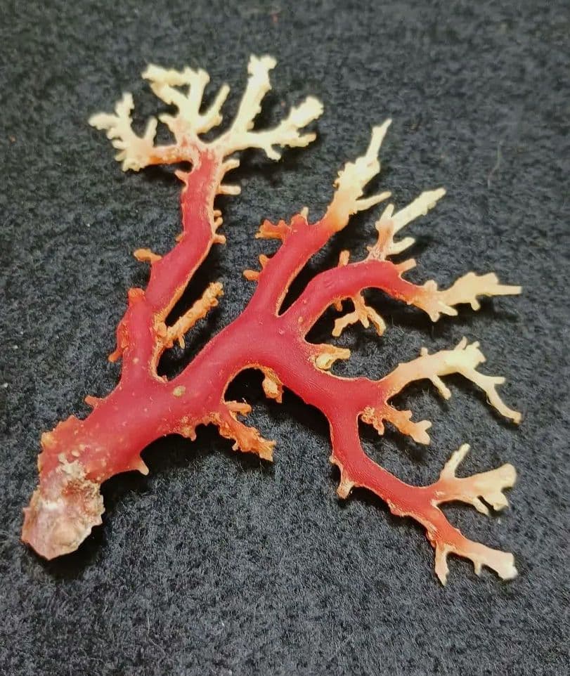 2678-6 国産赤珊瑚原木 血赤珊瑚 総重量12.6g