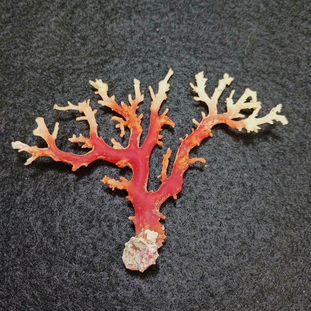 2678-6 国産赤珊瑚原木 血赤珊瑚 総重量12.6g