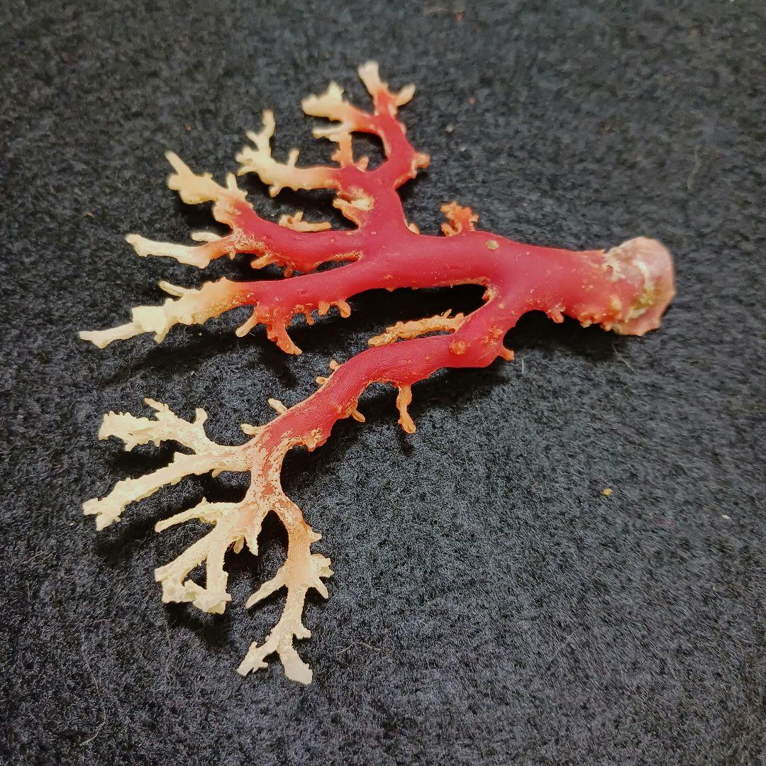 2678-6 国産赤珊瑚原木 血赤珊瑚 総重量12.6g