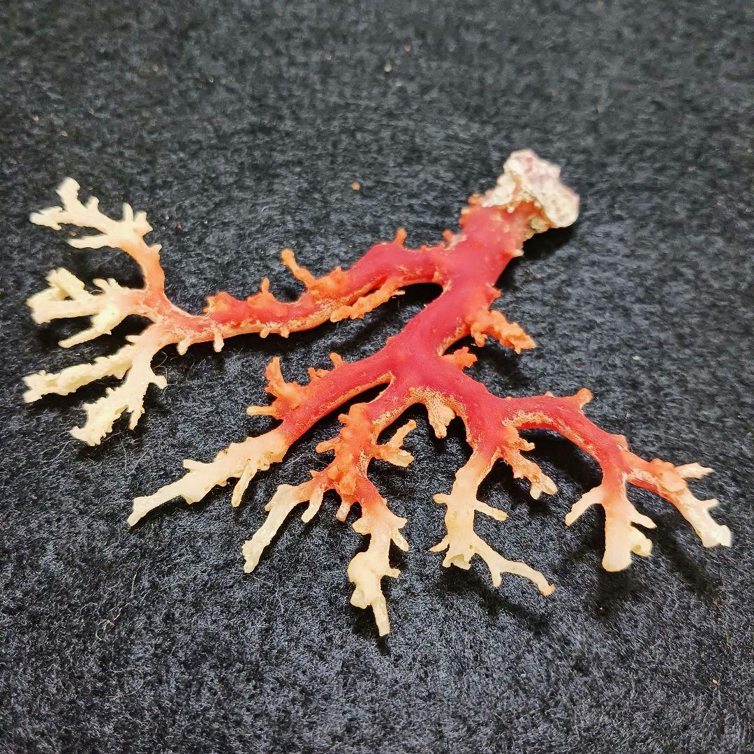 2678-6 国産赤珊瑚原木 血赤珊瑚 総重量12.6g