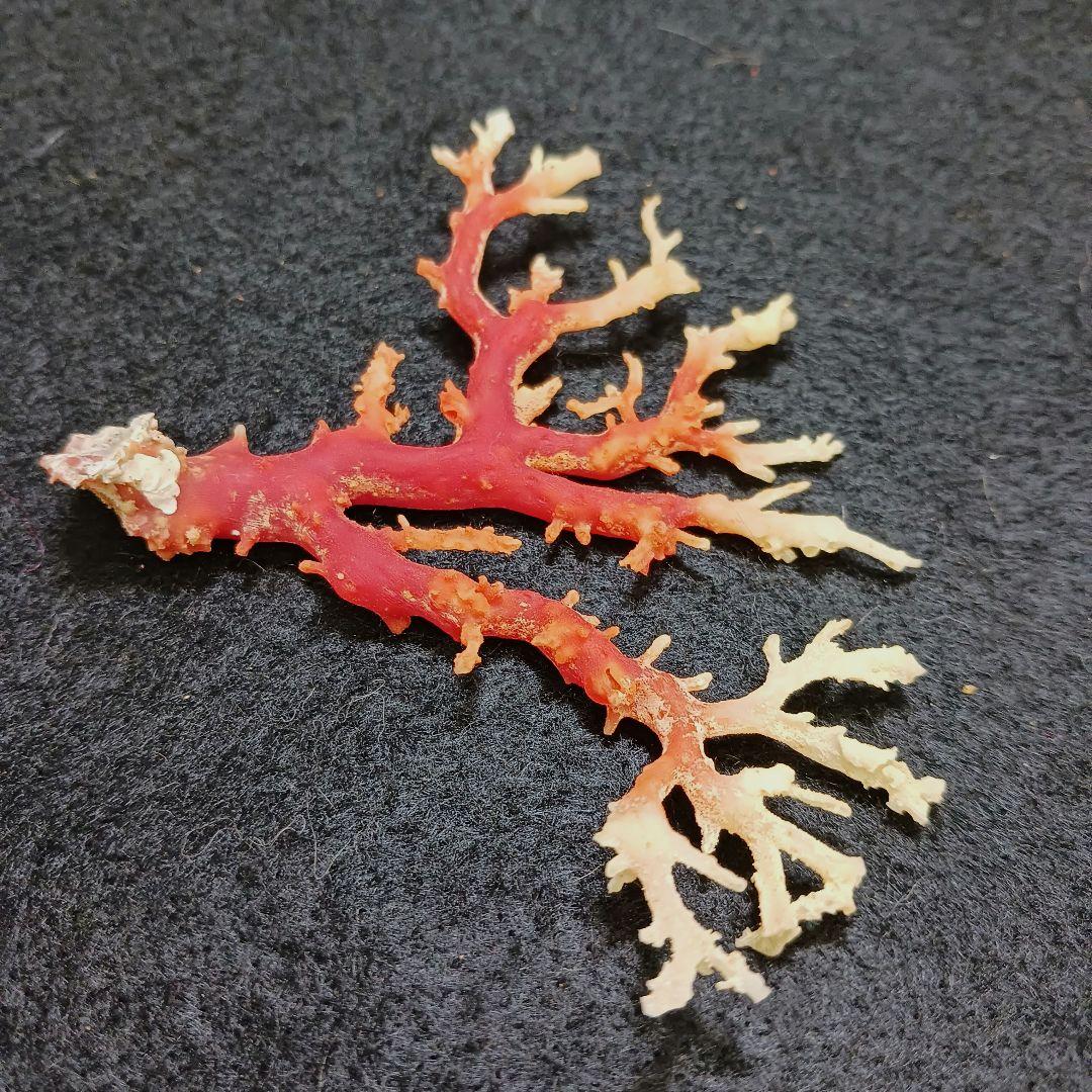 2678-6 国産赤珊瑚原木 血赤珊瑚 総重量12.6g