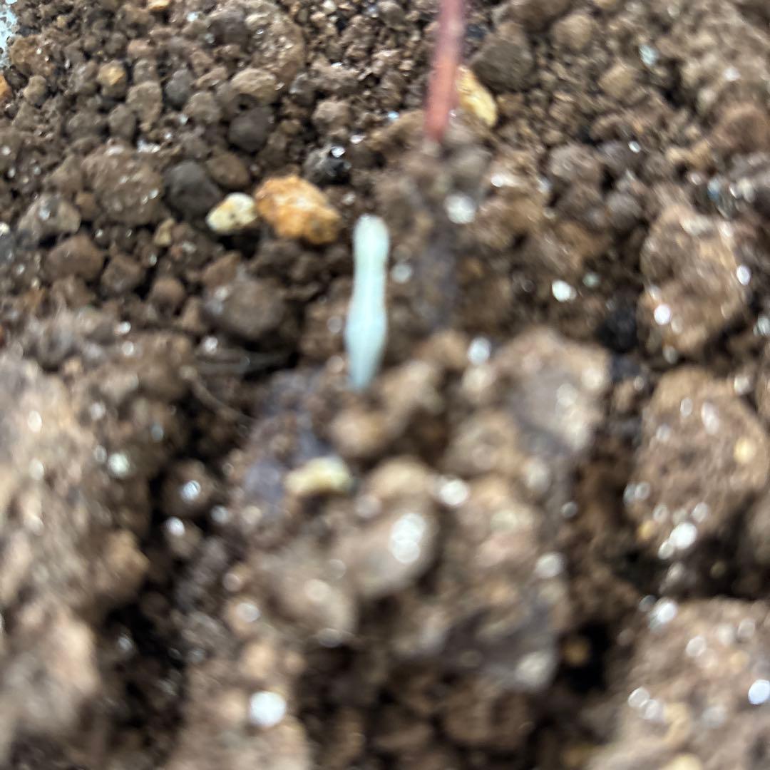 赤色チュウリップ咲きクレマチス