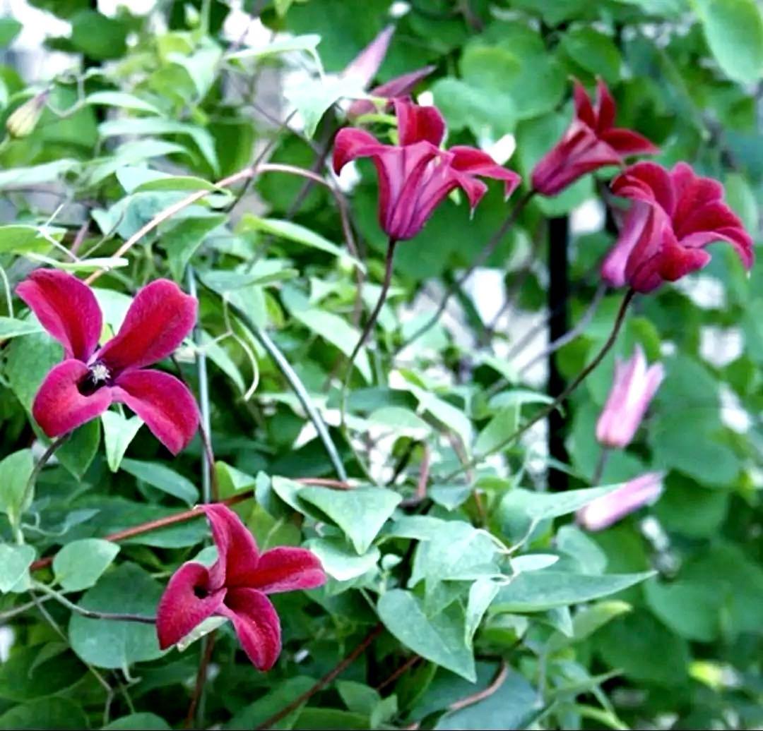 赤色チュウリップ咲きクレマチス