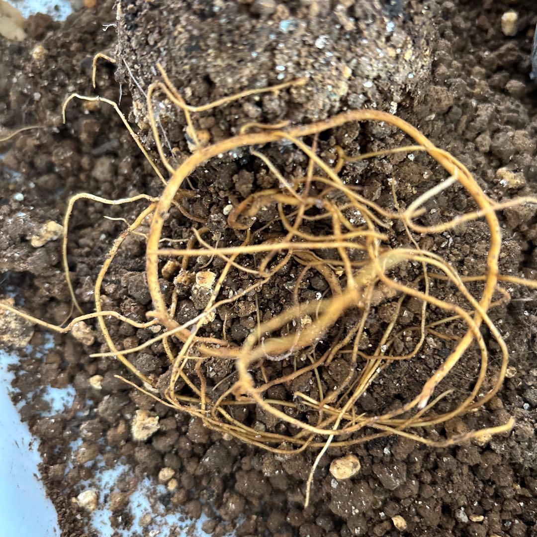 赤色チュウリップ咲きクレマチス