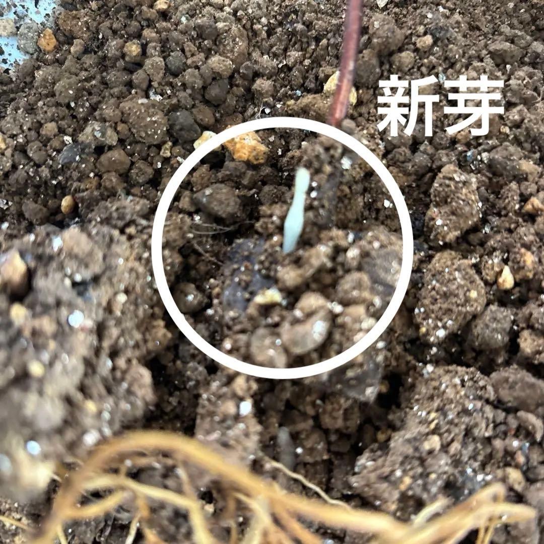 赤色チュウリップ咲きクレマチス