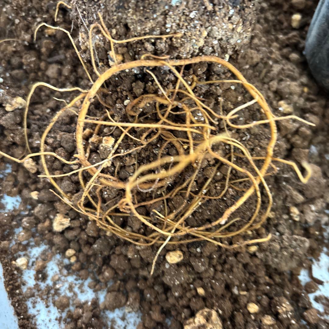 赤色チュウリップ咲きクレマチス