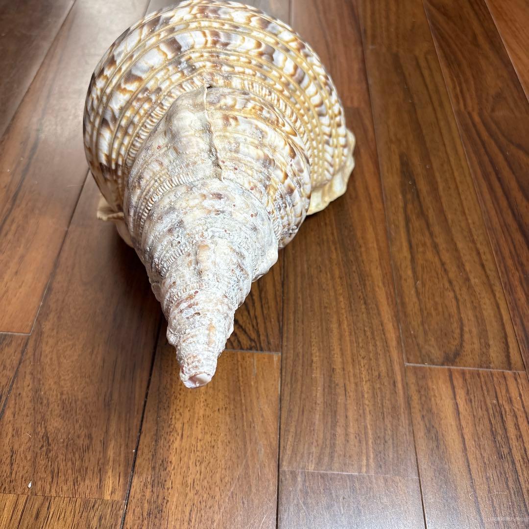 天然法螺貝　特大法螺貝　全長35cm越え　重さ1.15kg 置き物