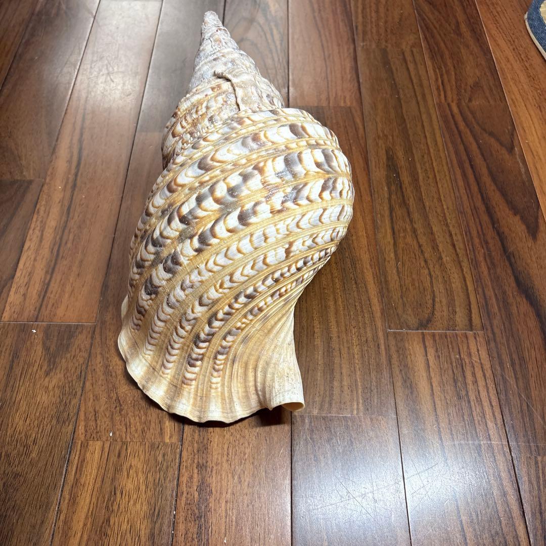 天然法螺貝　特大法螺貝　全長35cm越え　重さ1.15kg 置き物