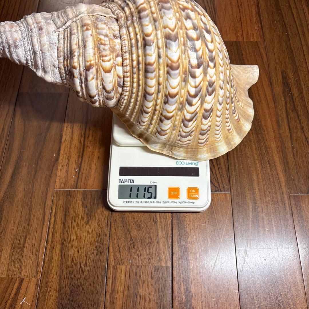 天然法螺貝　特大法螺貝　全長35cm越え　重さ1.15kg 置き物
