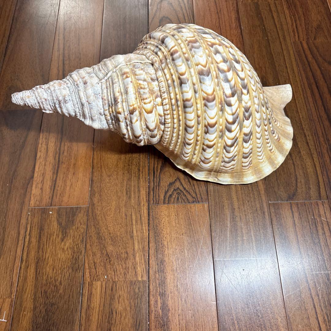 天然法螺貝　特大法螺貝　全長35cm越え　重さ1.15kg 置き物