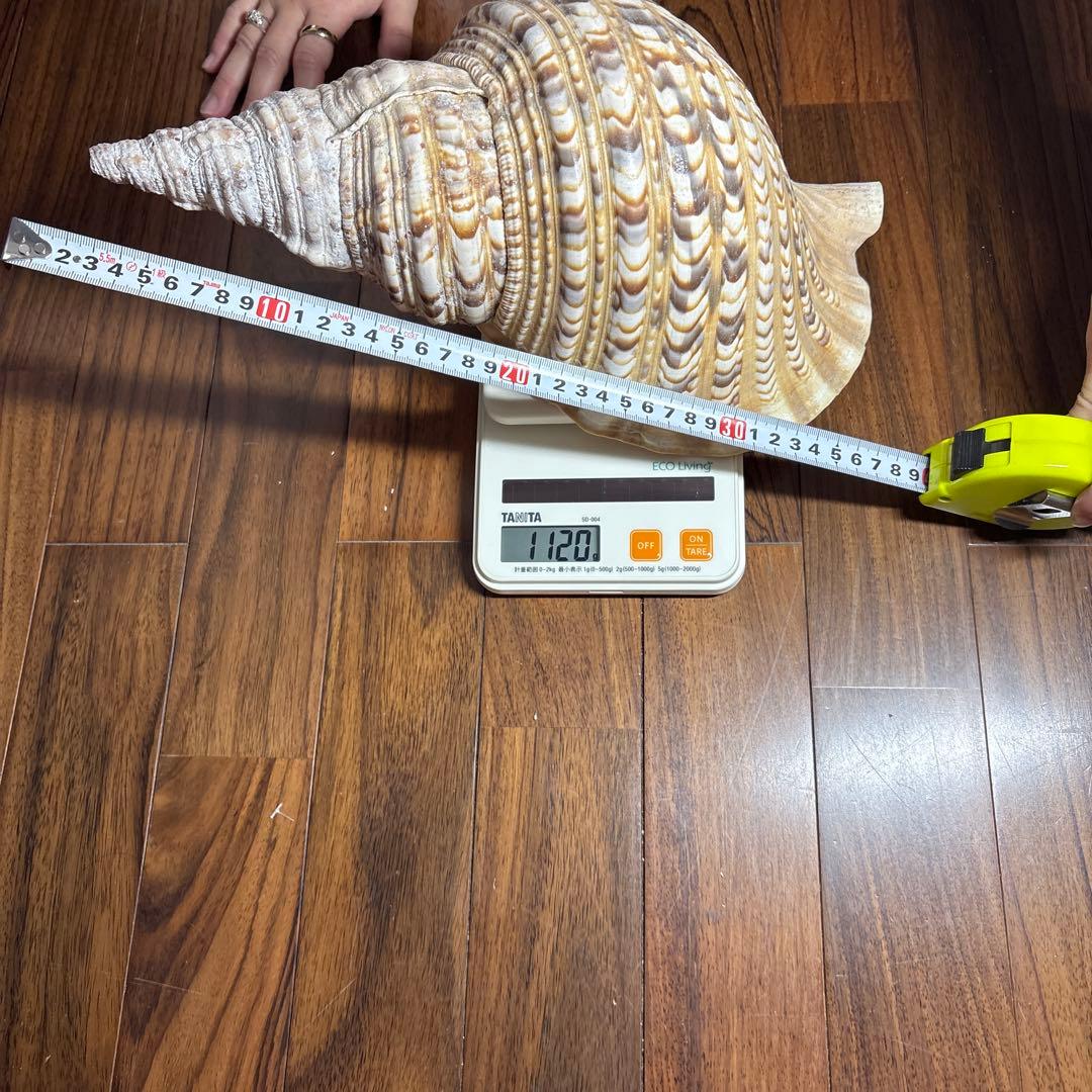 天然法螺貝　特大法螺貝　全長35cm越え　重さ1.15kg 置き物