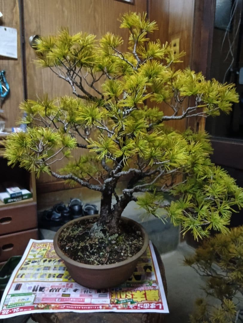 五葉松（かなり年数持ち込み古い）