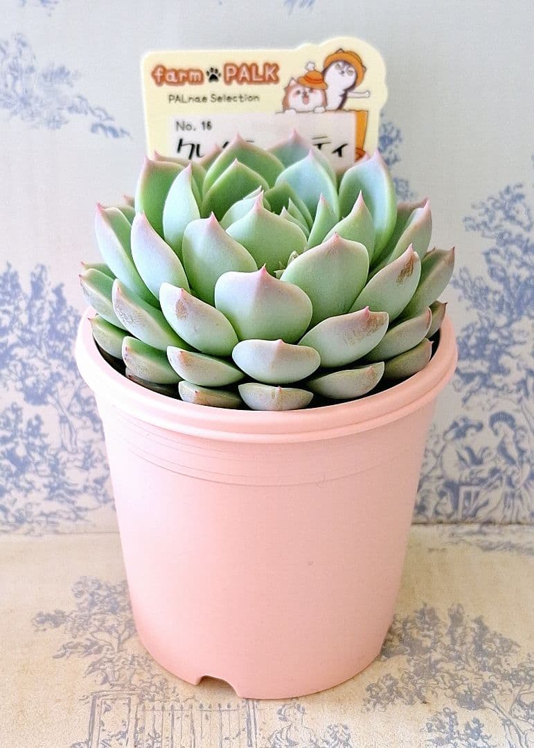 クレムシャンティ札付きポットごとメルカリ便ファームパルクさん苗