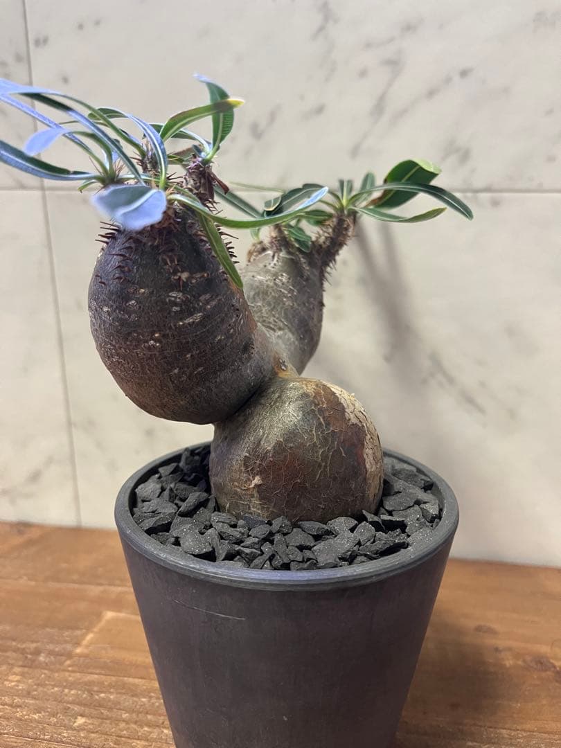 パキポディウム グラキリス 2頭