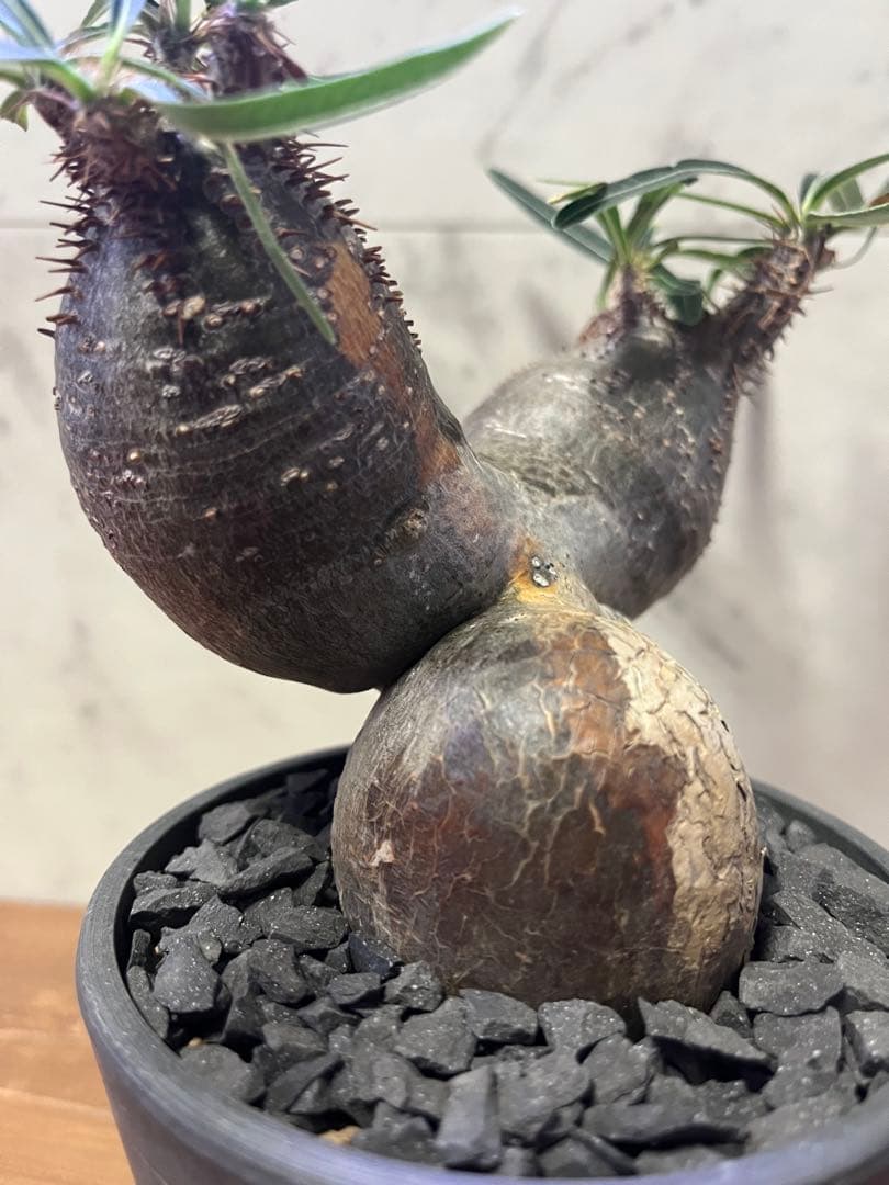 パキポディウム グラキリス 2頭