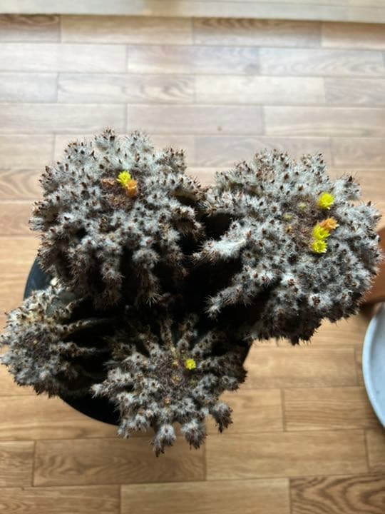 ペクチニフェラ　接オロシ　サボテン