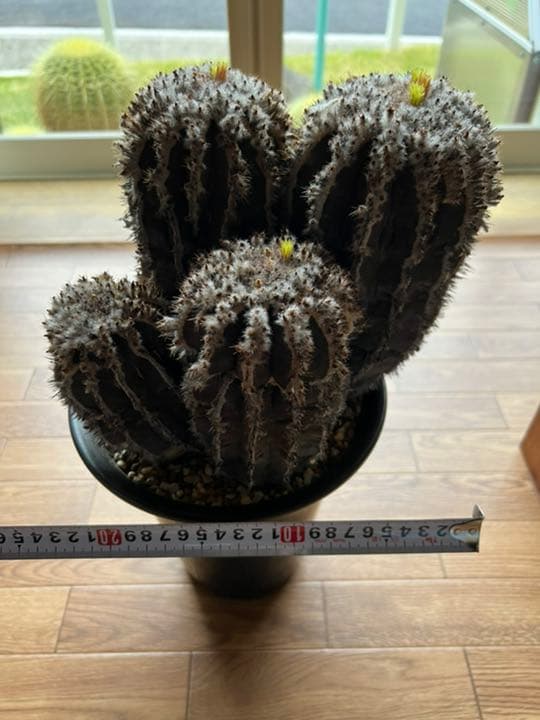 ペクチニフェラ　接オロシ　サボテン