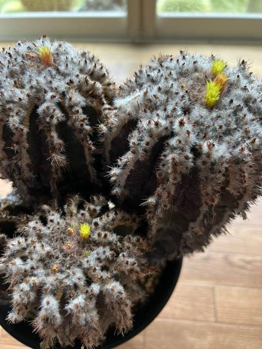 ペクチニフェラ　接オロシ　サボテン