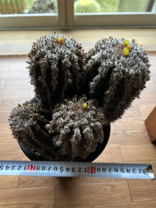 ペクチニフェラ　接オロシ　サボテン