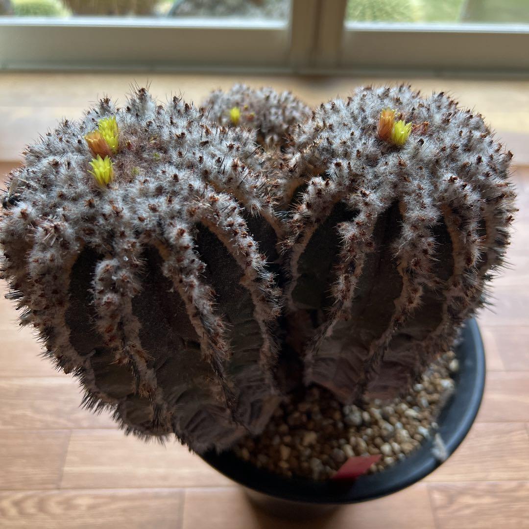 ペクチニフェラ　接オロシ　サボテン