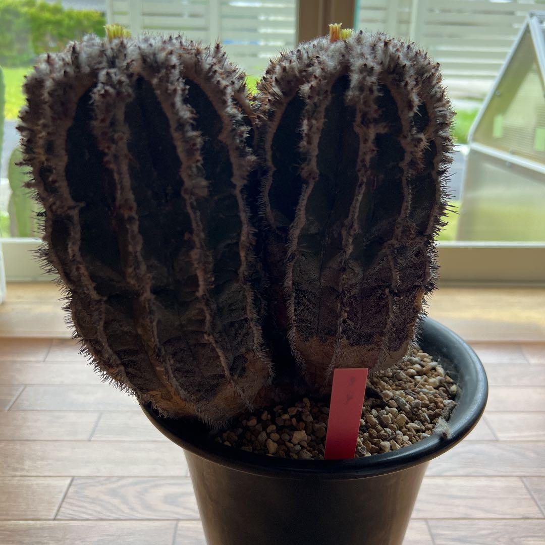 ペクチニフェラ　接オロシ　サボテン