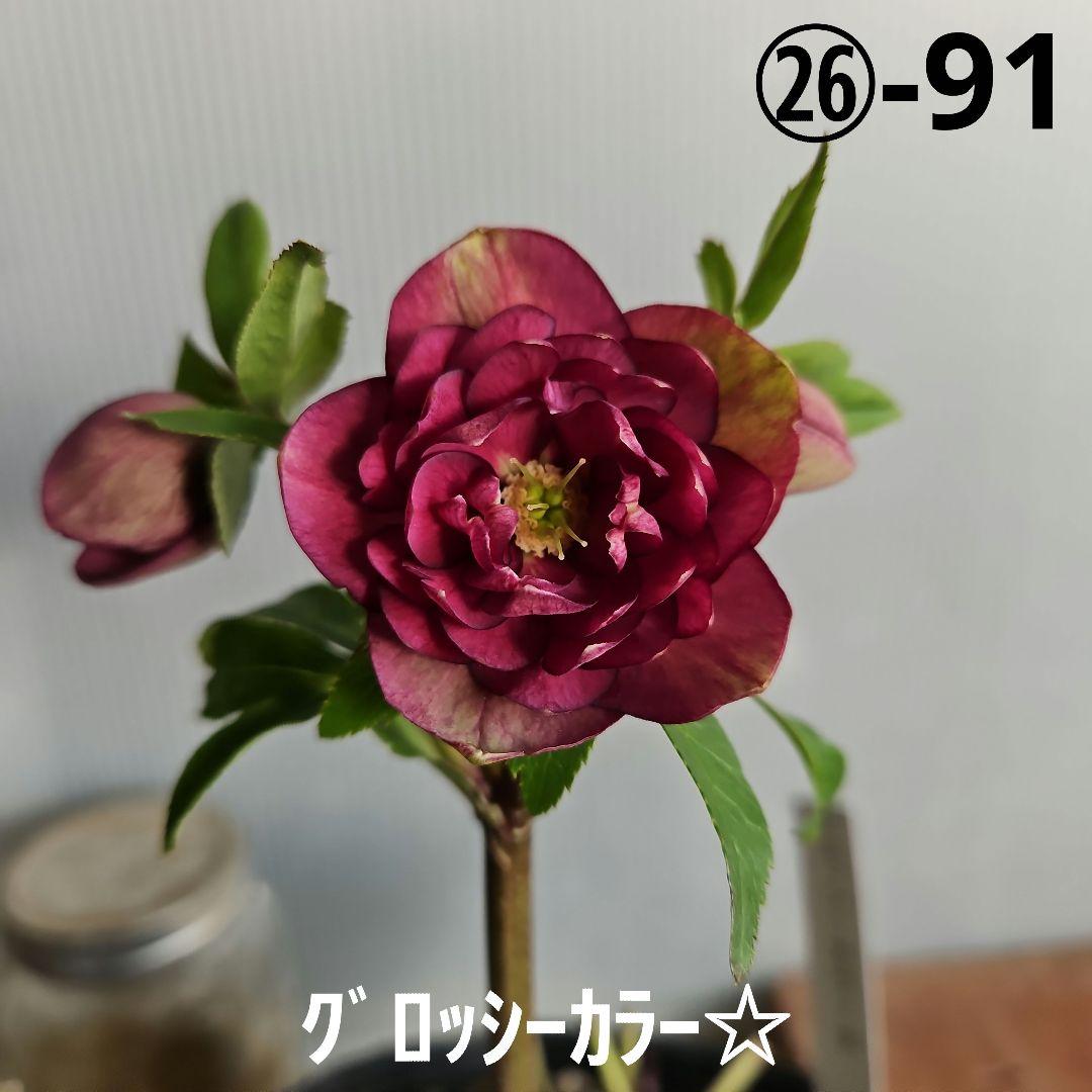 ✿㉖-91クリスマスローズ