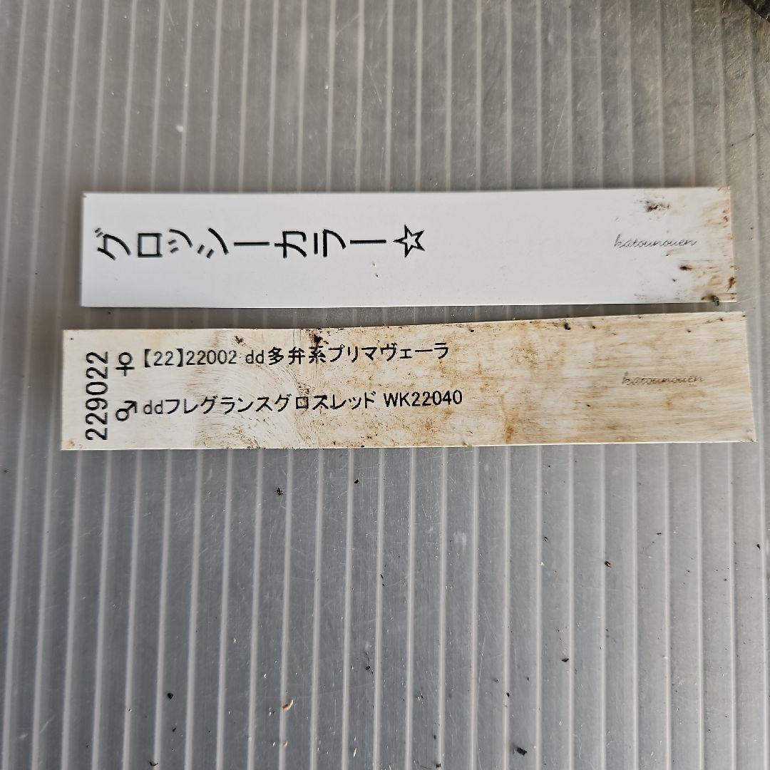 ✿㉖-91クリスマスローズ